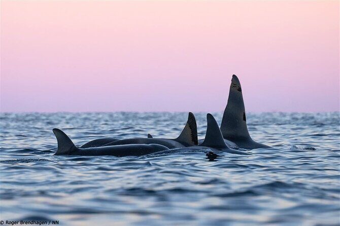 24hr Northern Lights & Whale Watching Cruise - Check-in to 8pm departure: dinner, safety, and the first aurora push