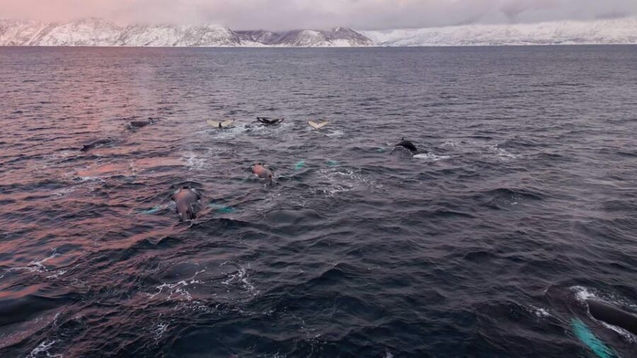 Alta: Altafjord Whale Watching in a Heated Boat - The 4-hour plan from Alta Harbor: where your time goes
