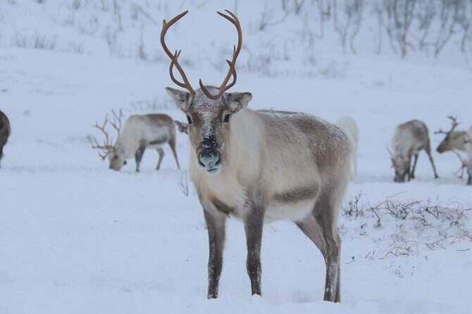 Arctic Fjords and Reindeer Experience – Small group tour - Small-group logistics: the part that makes it feel worth the money