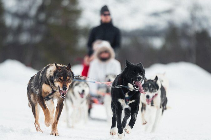 Dog Sled Tour and Husky Cuddles - Meet the Dogs (And the Puppies) Before You Head Back