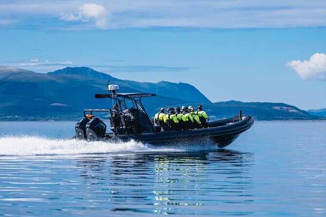 Fjord and Sea Eagle Safari from Sortland - Key Things I’d Highlight Before You Go