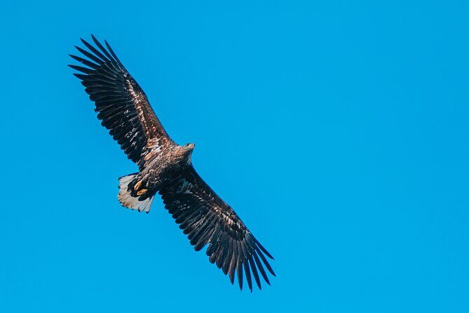 Fjord and Sea Eagle Safari from Sortland - Price and value: why $85.29 can make sense here