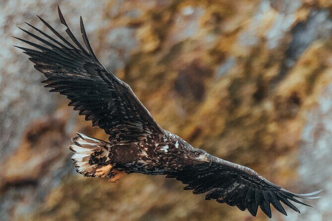 Fjord and Sea Eagle Safari from Sortland - Weather reality: what to expect and how to plan around it