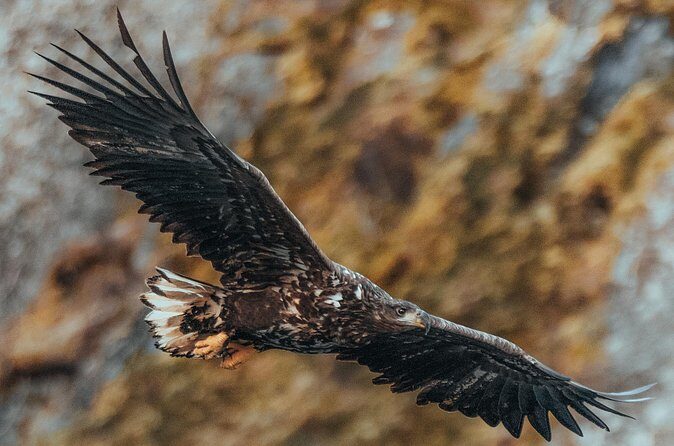 Fjord and Sea Eagle Safari from Sortland - Who should book this (and who might want a different option)
