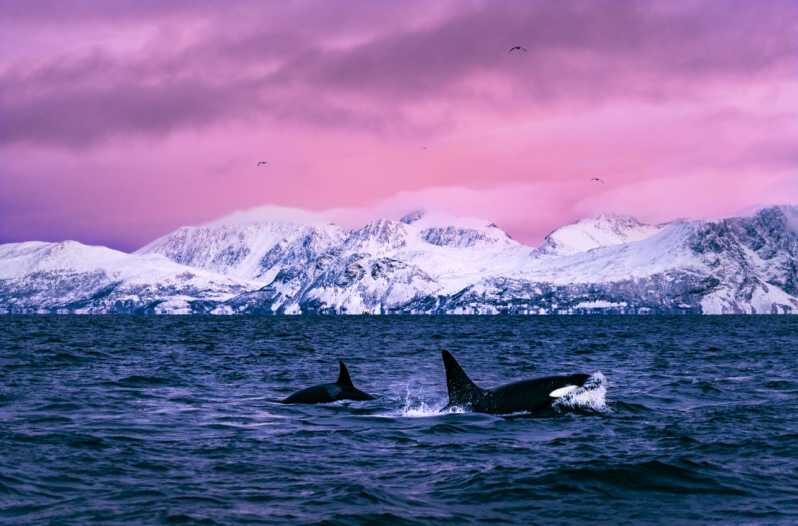 From Alta: Whale and Seabird Cruise - Alta Fjord in Autumn and Winter: Why the Whales Are Here