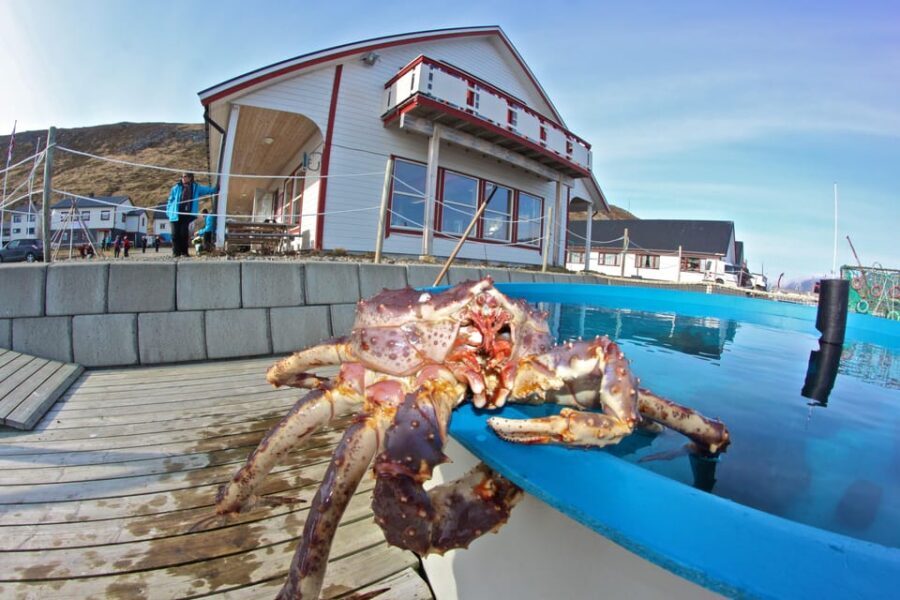 From Honningsvåg: VIP North Cape and Kingcrab Tour - Fishing village and fish factory: the best snack-and-learn stop