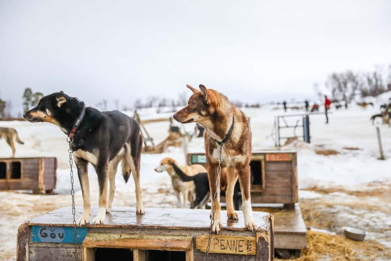 From Tromsø: Guided Husky Snowshoe Hike and Husky Camp Visit - On the snowshoes: easy terrain, real motion, and a husky at your side