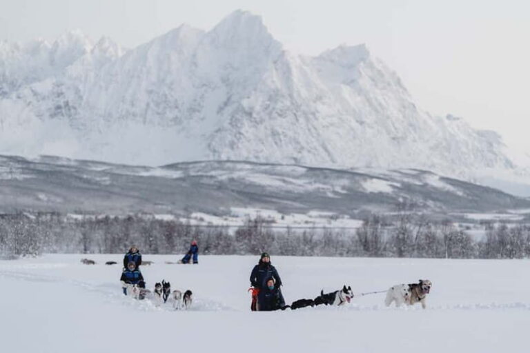 From Tromsø: Husky Experience with Self-Drive Dog Sled Ride - Breivikeidet Camp: Winter Gear + Sea-Valley Views