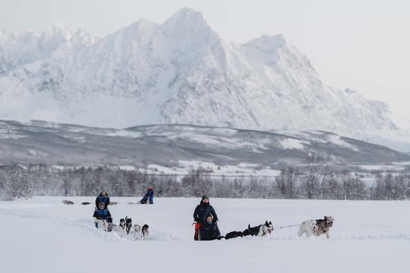 From Tromsø: Husky Experience with Self-Drive Dog Sled Ride - Breivikeidet Camp: Winter Gear + Sea-Valley Views