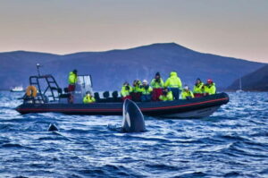 From Tromso: Whale Watching in Magic Skjervoy - Prostneset to RIB: how the gear setup keeps you safe and warm