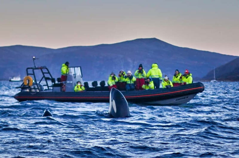 From Tromso: Whale Watching in Magic Skjervoy - Prostneset to RIB: how the gear setup keeps you safe and warm