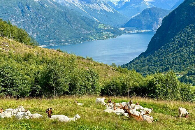 Geiranger by Royal route, 5 hours with visiting a high-mountain farm - Eidsvatnet: Alpine Lake Views Plus Real Farm Life