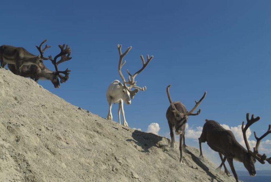 Honningsvåg: North Cape Summer Tour with Sami Family Visit - Should you book this North Cape Summer Tour?