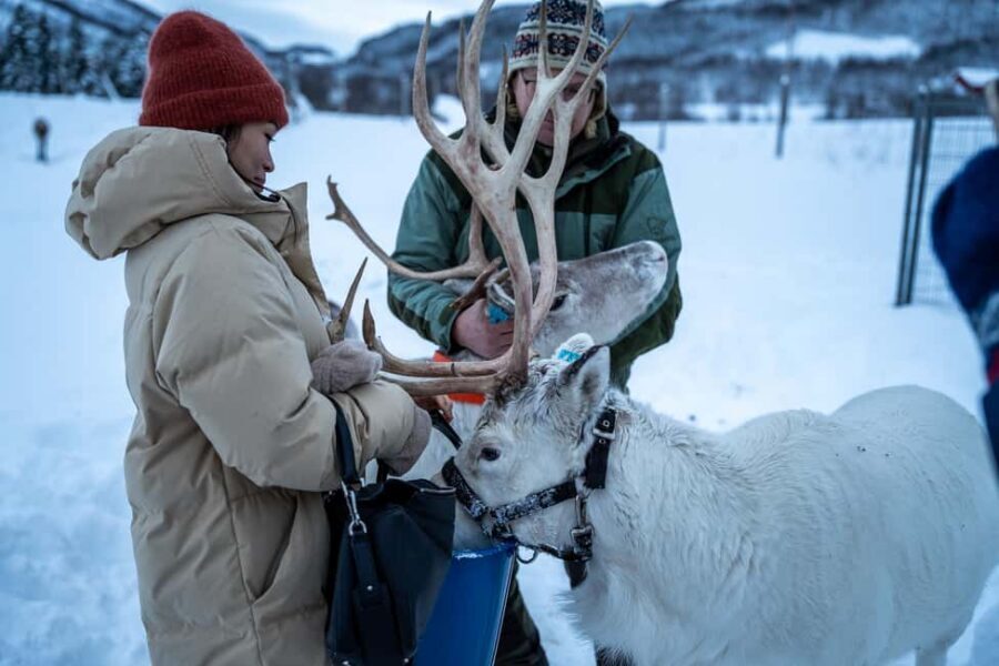 Malangen Sami Camp and Reindeer Experience with Lunch - Practical tips for a smoother winter day