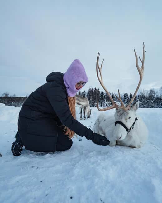 Malangen Sami Camp and Reindeer Experience with Lunch - Meeting the Sami host and tame reindeer: feeding and cuddle etiquette