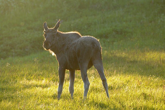 Moose Safari Bodo, Norway, Meet the Largest Land Animal in Europe - Starting at 7:00 pm from Scandic Havet: timing and the pace you’ll feel