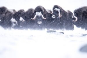 Musk ox Safari in Dovrefjell National Park, Oppdal Safari - The hike pacing: what 7 hours feels like in practice