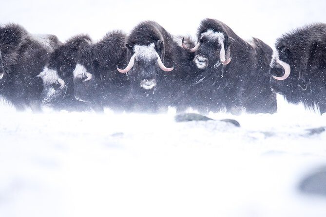 Musk ox Safari in Dovrefjell National Park, Oppdal Safari - The hike pacing: what 7 hours feels like in practice