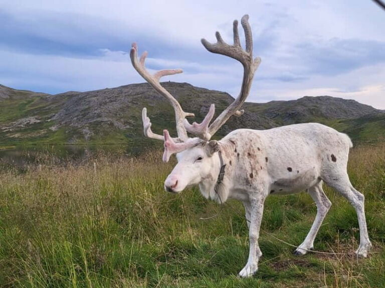 North Cape and King Crab Tour with Sámi Camp Tour - The Nordkapphallen experience: your 1.5 hours at North Cape