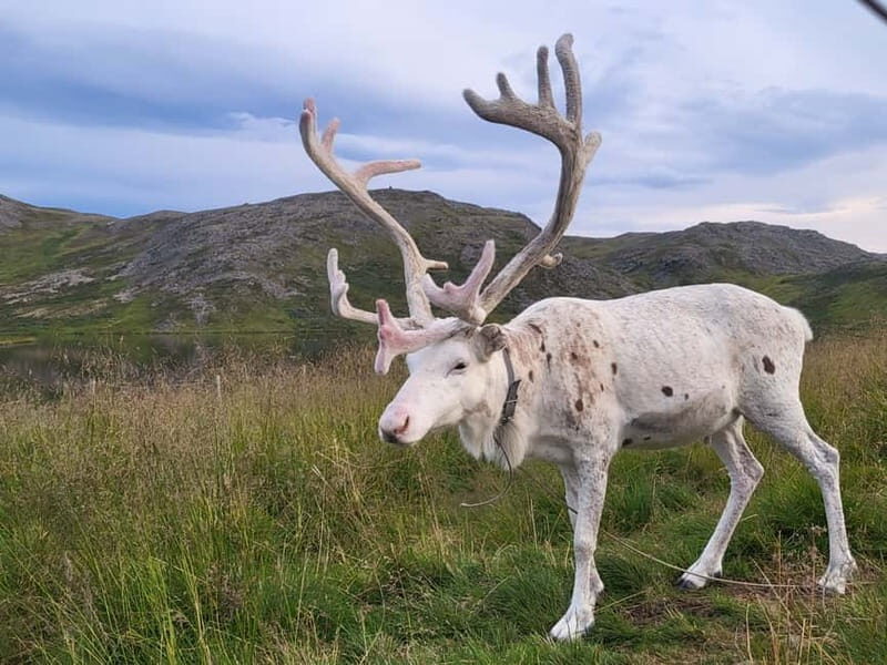 North Cape and King Crab Tour with Sámi Camp Tour - The Nordkapphallen experience: your 1.5 hours at North Cape
