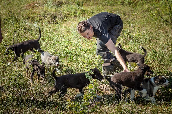 Puppy Training Experience at a Husky Farm in Tromso - Key Points Worth Planning For