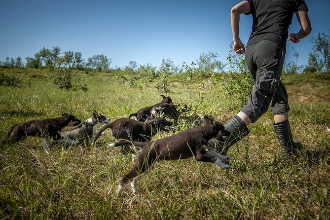 Puppy Training Experience at a Husky Farm in Tromso - What Lunch Really Means Here: Fish Stew, Cake, and Vegetarian Options