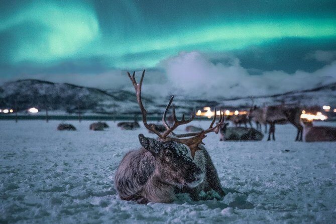 Reindeer Camp Dinner with Chance of Northern Lights in Tromso - Stop at the reindeer camp: feeding time is the main event