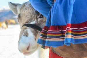 Reindeer Feeding and Sami Culture Including Lunch from Tromso - Getting There from Prostneset: The Bus Ride That Sets the Pace