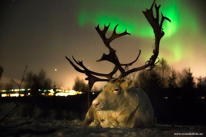 Reindeer feeding & Saami Culture with chance for Northern Lights - Getting There: Minibus Transfer and What It Means for Your Timing
