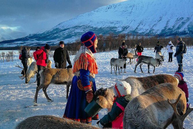 Reindeer feeding & Saami Culture - Sámi lavvu warm-up: where the culture talk actually happens