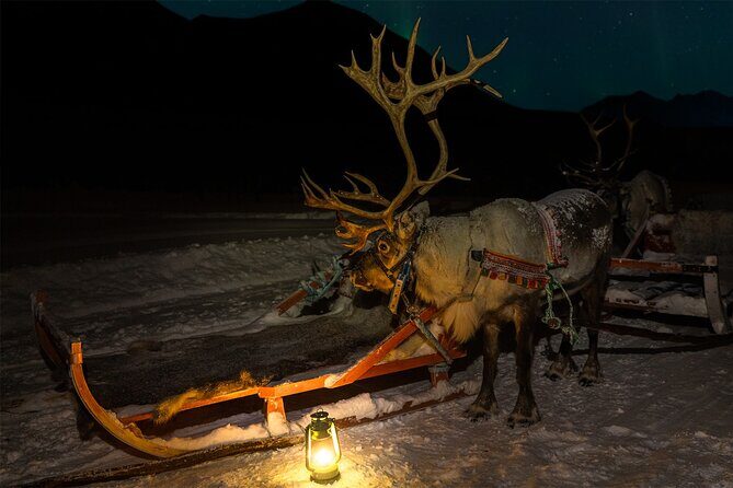 Reindeer Sledding and Feeding with Chance of Northern Lights Tromso - Getting from Tromsø city to the camp (without fighting the dark)
