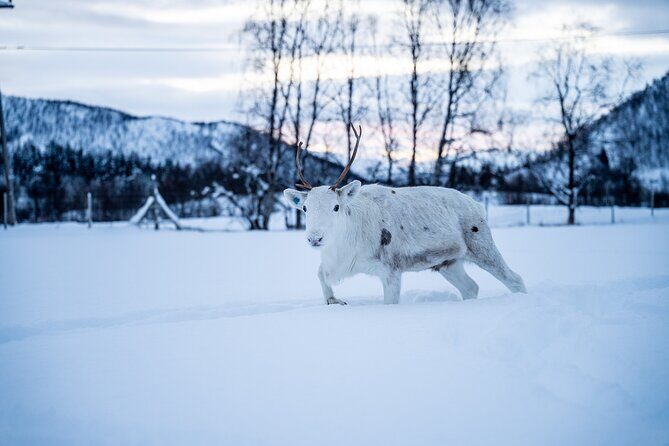 Reindeer Sledding, Feeding And Sami Culture At Reindeer Farm - Entering the Reindeer Farm: Feeding Is the Main Event