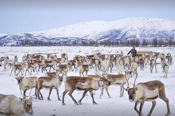 Sami Culture and Short Reindeer Sledding from Tromso - From Prostneset to the Sami camp: the 25-minute ride that sets the tone