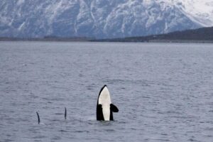 Silent Whale Watching by Hybrid-Electric Boat from Tromsø - The Whale Hunt: What You Do Once You Reach Kvaenangen