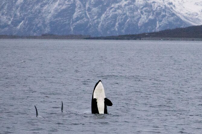 Silent Whale Watching by Hybrid-Electric Boat from Tromsø - The Whale Hunt: What You Do Once You Reach Kvaenangen
