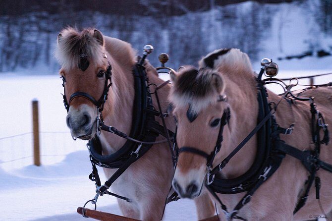 Sleigh Ride w/ snacks - Experience Arctic Farm Life - Fjord horses and blankets: your 30–40 minute sleigh ride