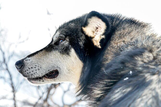 Small scale and Intimate Wilderness Dog Sledding 2h from Tromsø - Getting From Tromsø to Øverbygd (and Why Distance Is Part of the Point)