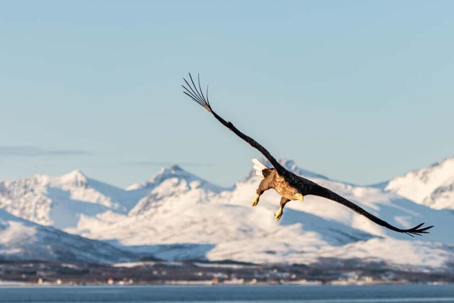 Tromsø: Arctic Fjord Cruise & Fishing Experience - Fjord Stops and Timing: Why Five Hours Works