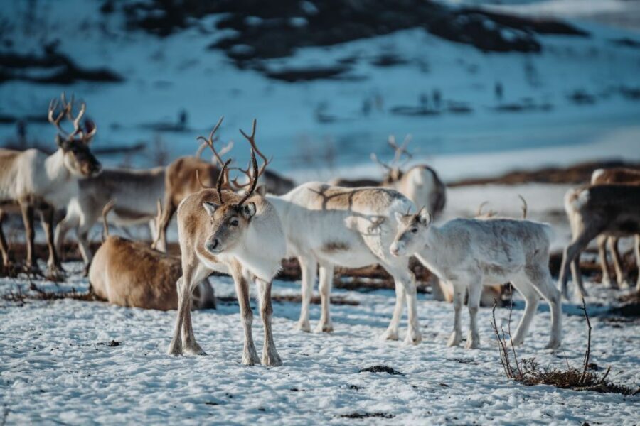 Tromsø: Arctic fjord sightseeing, Reindeer feeding and lunch - Who should book this (and who should skip it)