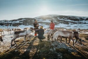 Tromsø: Arctic fjord sightseeing, Reindeer feeding and lunch - Kattfjordeidet and Sjøtunvegen: scenic picture stops with real context