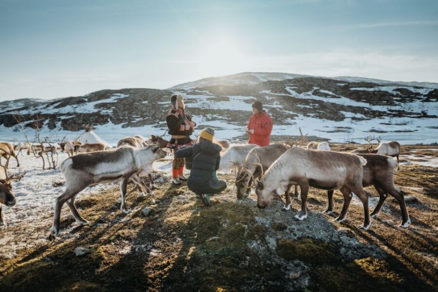 Tromsø: Arctic fjord sightseeing, Reindeer feeding and lunch - Kattfjordeidet and Sjøtunvegen: scenic picture stops with real context