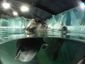 Tromsø: Entrance Ticket to Polaria - The seal feeding and training schedule you shouldn’t miss