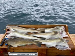 Tromsø: Fishing & Fjord Cruise - Meeting at Pier 12: the fastest way to start feeling comfortable