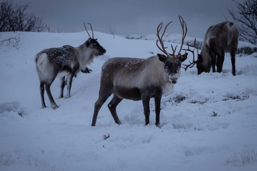 Tromsø: Fjords & Beaches Tour with Campfire and Arctic Food - How the Kvaløya day really plays out