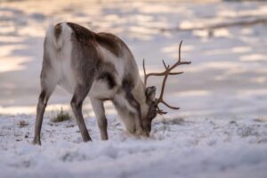 Tromsø: Fjords Tour - Meeting Scandic Ishavshotel and How the 5-Hour Flow Feels