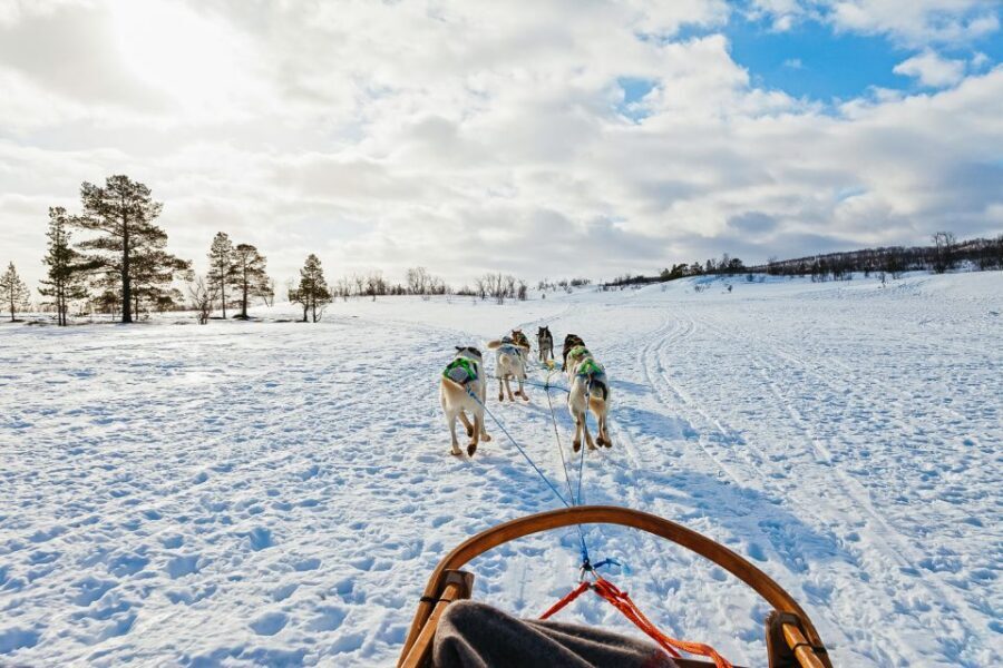 Tromsø: Guided Husky Sledding with Traditional Lunch - Should you book this Tromsø guided husky sledding with traditional lunch?