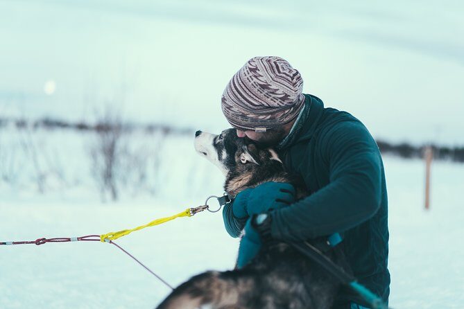 Tromso Husky Self-Drive Sledding with Cake and Drink in Lavvu - Tromsø Husky Self-Drive: What Makes This Tour Worth Your Time