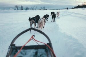 Tromso Husky Self-Drive Sledding with Cake and Drink in Lavvu - Training and Sled Controls: How Self-Drive Works on Real Snow