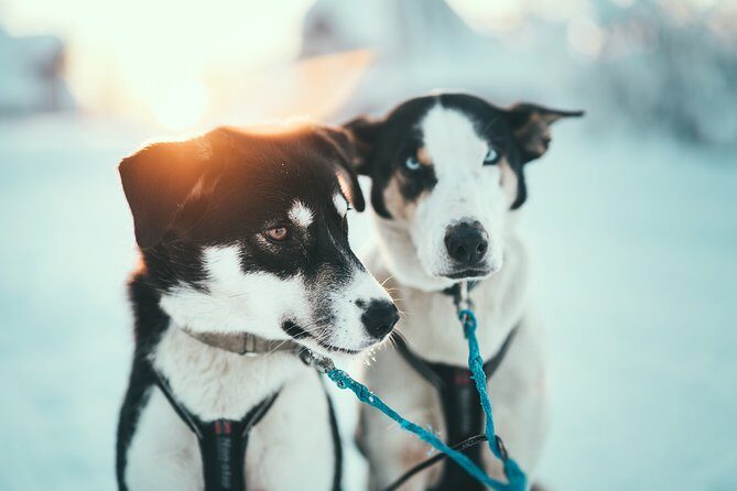 Tromso Husky Self-Drive Sledding with Cake and Drink in Lavvu - Driver Changes, Safety Stops, and How the Guide Keeps It Smooth