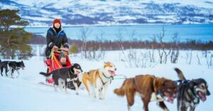 Tromsø: Husky Sled Self-Drive with Traditional Lunch - How the 4-hour rhythm actually plays out